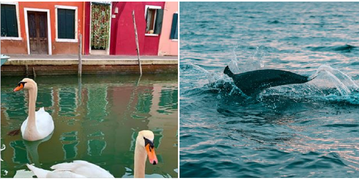 Coronavirus: la natura ringrazia. Dai delfini in Sardegna ai cigni di Venezia