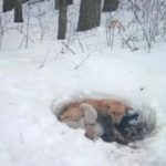 Cane abbandonata partorisce 6 cuccioli sulla neve e li protegge col suo corpo